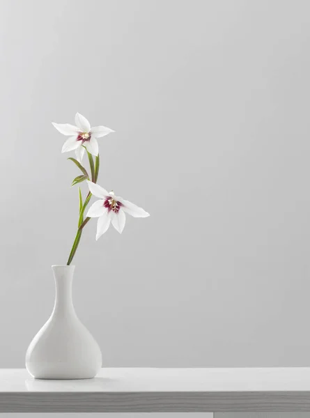 Gladiolus Muriel Acidanthera White Vase White Background — Stock Photo, Image