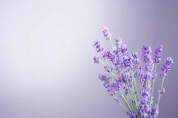 背景紫色墙壁上的薰衣草花 — 图库照片