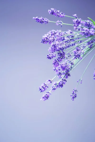 Цветы Лаванды Фоне Синей Стены — стоковое фото