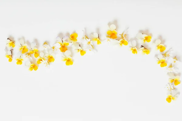 Altówka Kwiaty Białym Tle — Zdjęcie stockowe