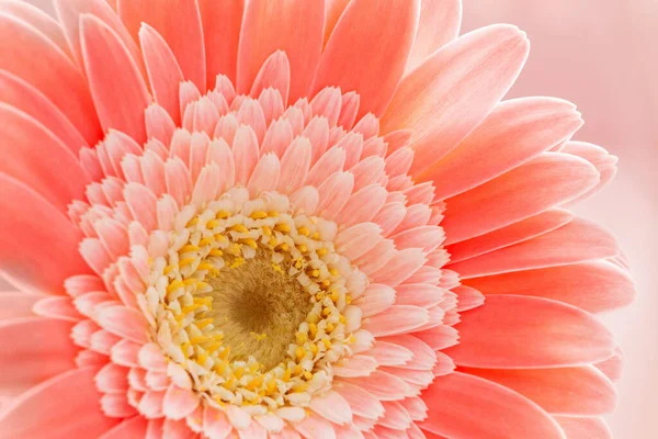 Ροζ Λουλούδια Gerber Φόντο Από Κοντά — Φωτογραφία Αρχείου