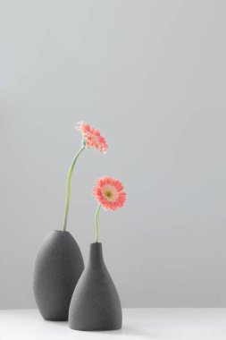Pembe gerber gri vazolarda beyaz masada arka planda gri duvarda