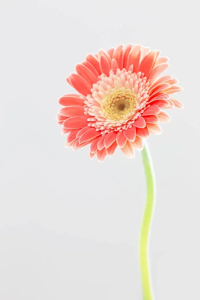 Рожеві Квіти Гербери Фон Крупним Планом — стокове фото
