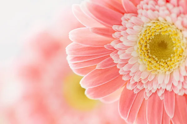 Рожеві Квіти Гербери Фон Крупним Планом — стокове фото