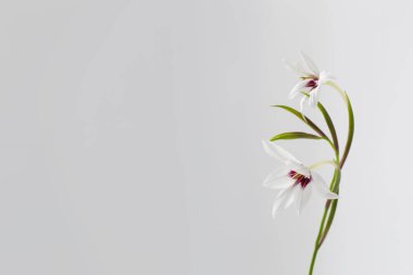 Beyaz arkaplanda beyaz egzotik çiçekler