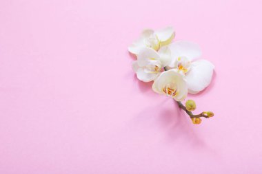 Pembe otlakta beyaz orkide çiçekleri