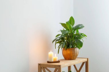 Beyaz ev içi ahşap rafta bitkilerle dolu.