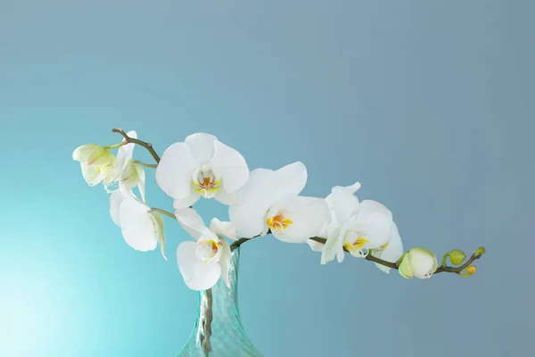 Monte Orquídea Branca Fundo Azul — Fotografia de Stock