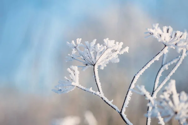 Winter Background Plants Hoarfrost Sunlight Clouse — Stockfoto