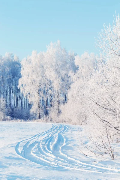 Beautiful Sunny Winter Landscape Hoarfrost — Fotografia de Stock