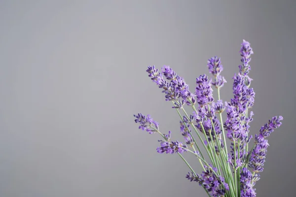Lavendelblüten Auf Hintergrund Graue Wand — Stockfoto