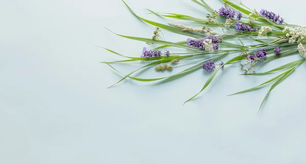Wildblumen Und Pflanzen Auf Blauem Hintergrund — Stockfoto