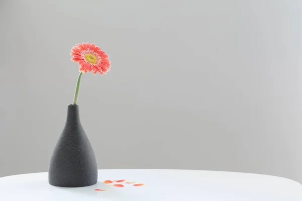背景の白いテーブルの上のグレーの花瓶のピンクのガーバーグレーの壁 — ストック写真