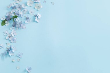 Mavi arkaplanda mavi ortanca çiçekleri