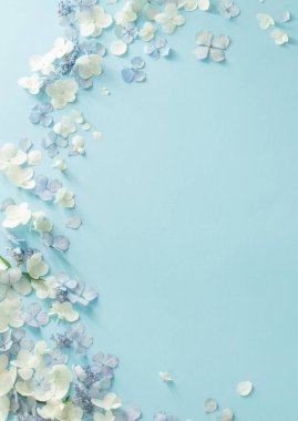 Mavi arkaplanda mavi ve beyaz ortanca çiçekleri