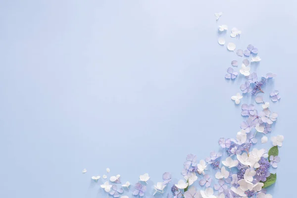青と白の紫陽花の花を背景に — ストック写真