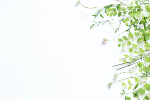 Wildblumen Und Pflanzen Auf Weißem Hintergrund — Stockfoto