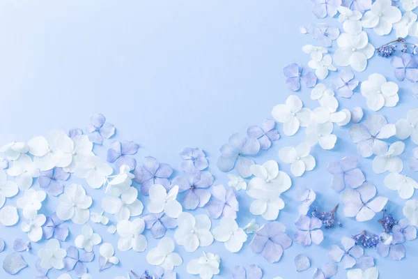 Fiori Ortensia Blu Bianca Sfondo Blu — Foto Stock