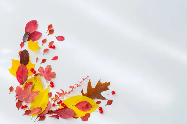 白地に秋の赤と黄色の葉 — ストック写真