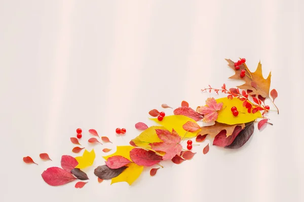 Осенью Красные Желтые Листья Белом Фоне — стоковое фото