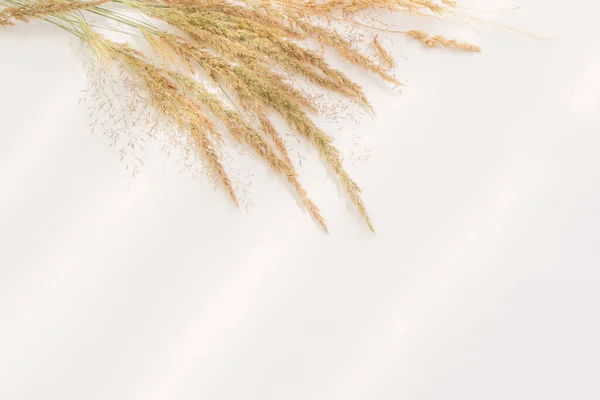 在阳光下白色背景下的金色干野生谷物 — 图库照片