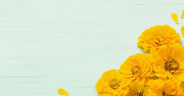 Yellow Zinnia Flowers Green Wooden Background — Stock Photo, Image