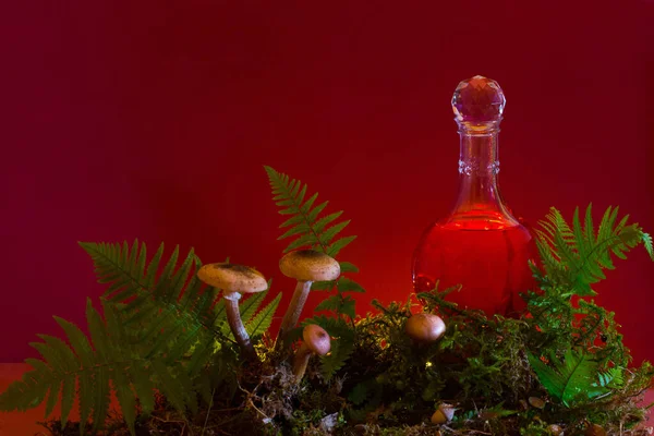 Ormandaki Şişe Kırmızı Iksir — Stok fotoğraf