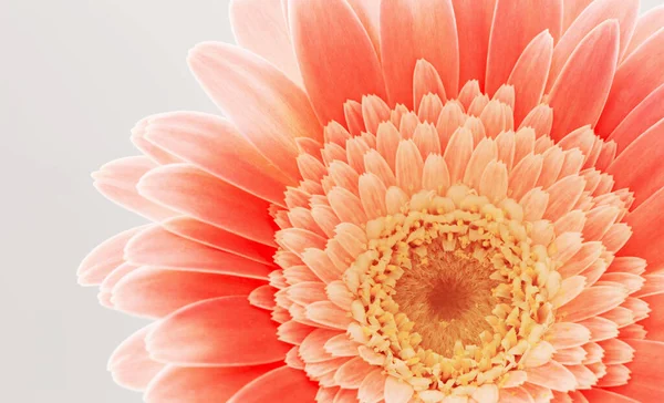 Помаранчеві Квіти Герметики Фон Крупним Планом — стокове фото