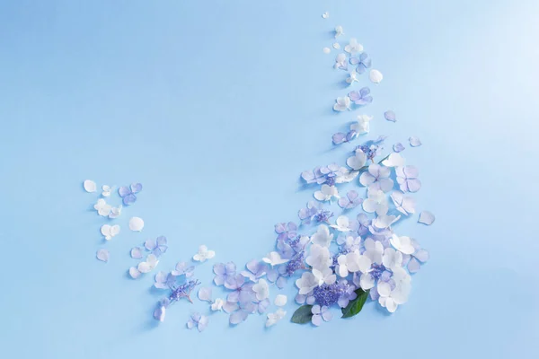 Blaue Und Weiße Hortensienblüten Auf Blauem Hintergrund — Stockfoto