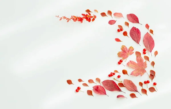 Herbst Rote Blätter Auf Weißem Hintergrund — Stockfoto
