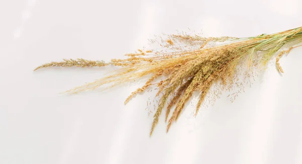 Χρυσά Ξηρά Άγρια Δημητριακά Λευκό Φόντο Στο Φως Του Ήλιου — Φωτογραφία Αρχείου