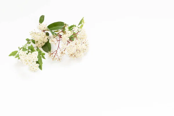 Wiosenne Kwiaty Bzu Białym Tle — Zdjęcie stockowe