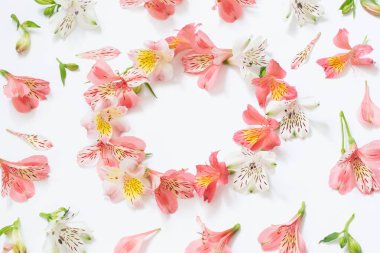 Alstroemeria çiçek beyaz arka plan üzerinde