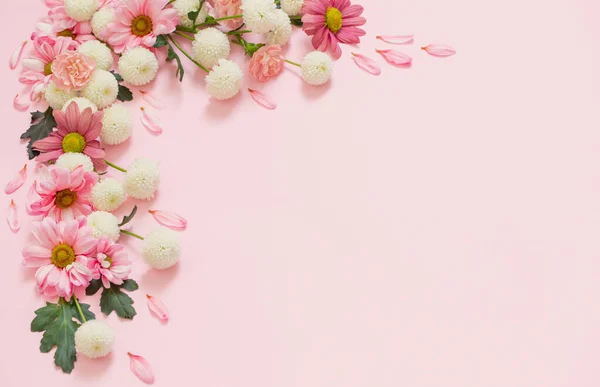 Рожеві Білі Хризантеми Рожевому Фоні — стокове фото