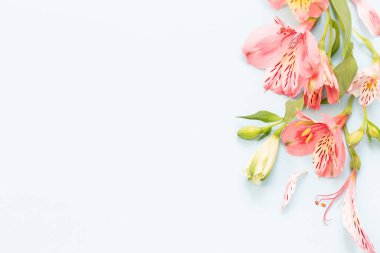 Beyaz otlakta alstroemeria çiçekleri