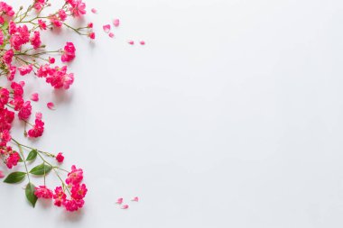 Beyaz kağıtta pembe güller