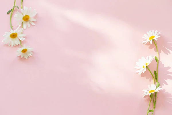 Білі Квіти Ромашки Рожевому Фоні Сонячному Світлі — стокове фото