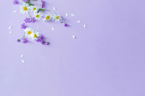Fleurs Sauvages Sur Fond Papier Violet — Photo