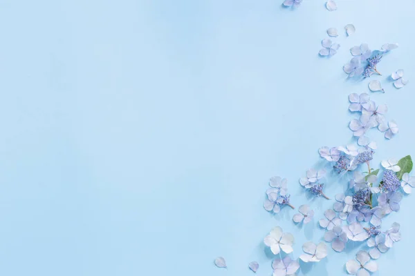 Blaue Hortensie Blumen Auf Blauem Hintergrund — Stockfoto