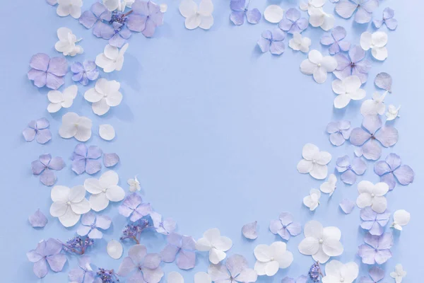 Blue White Hydrangea Flowers Blue Background — Stock Photo, Image