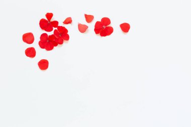 Beyaz arkaplanda kırmızı sardunya çerçevesi