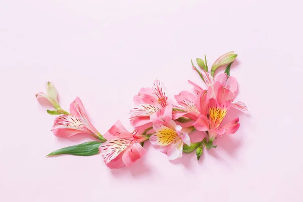 ピンクの背景にアルストロメリアの花 — ストック写真