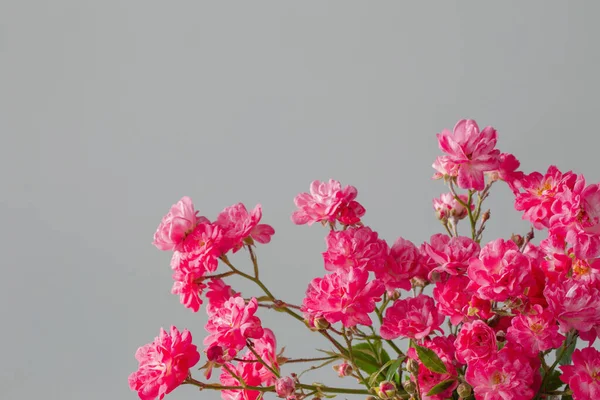 Καλοκαιρινά Ροζ Τριαντάφυλλα Μπλε Φόντο — Φωτογραφία Αρχείου
