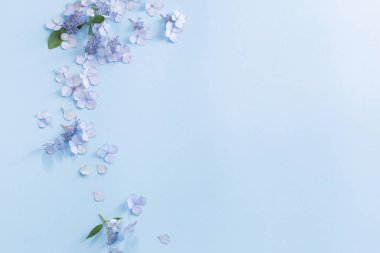 Mavi arkaplanda mavi ortanca çiçekleri