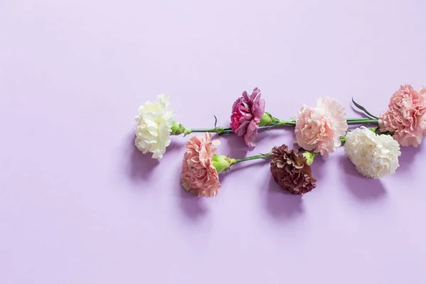 Szegfű Virágok Lila Papír Háttér — Stock Fotó