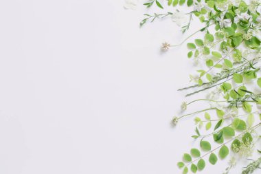 Beyaz arka planda kır çiçekleri ve bitkiler