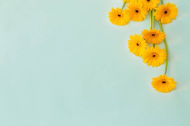 Yeşil kağıtta sarı gerbera çiçekleri