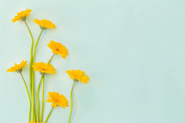 yellow gerbera flowers on green paper background