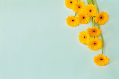 Yeşil kağıtta sarı gerbera çiçekleri