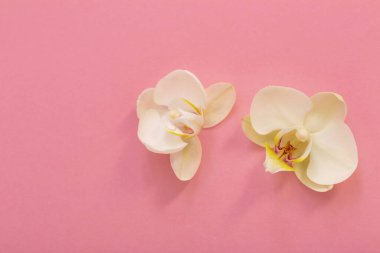 Pembe otlakta beyaz orkide çiçekleri